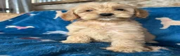 Cockapoo dogs for sale: Cockerpoo puppies - Advert 6
