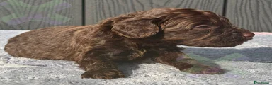 Cockapoo 1