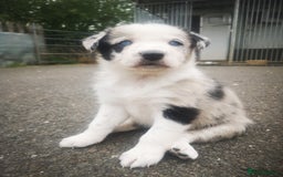 Border Collie dogs for sale: Beautiful Fluffy collie pups for sale  - Image 14