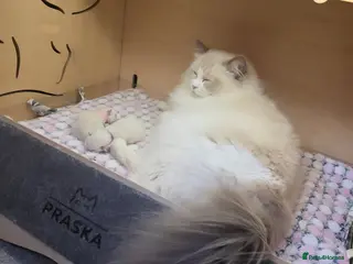 Ragdoll cats Stunning Pedigree Ragdoll Kittens – Ready Now 😍 - Advert 1