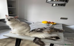 Maine Coon cats for sale: Stunning Maine Coon girls  - Image 25