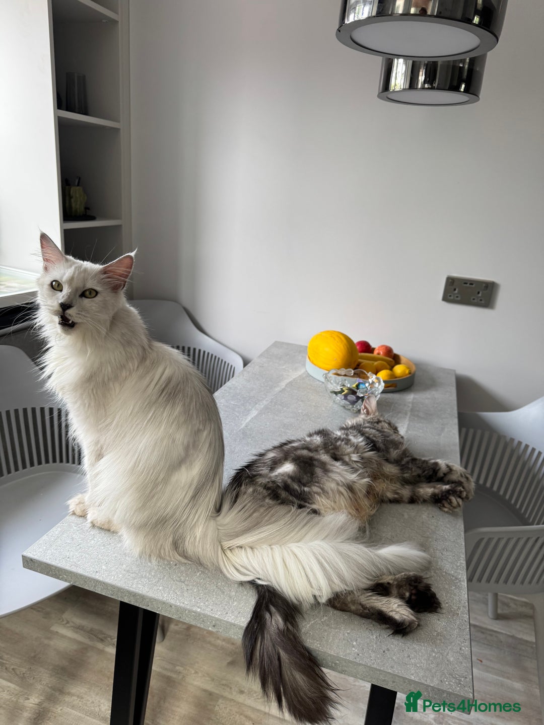 Maine Coon cats for sale: Stunning Maine Coon girls  - Image 25