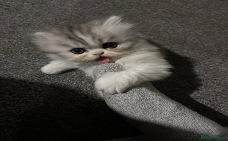 Persian cats Persian chinchilla kitten  - Advert 4