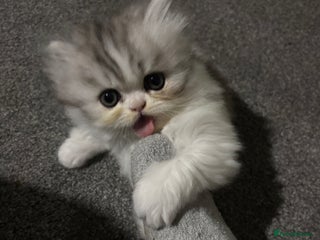 Persian cats Persian chinchilla kitten - Advert 6