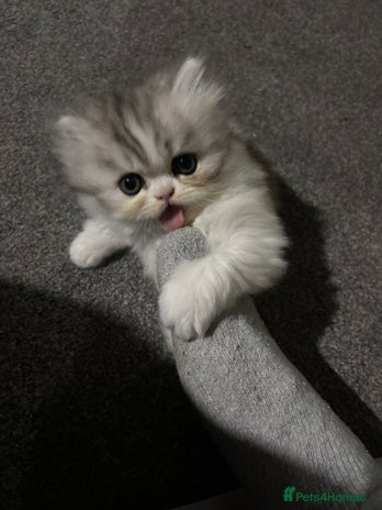 Persian cats Persian chinchilla kitten - Advert 4