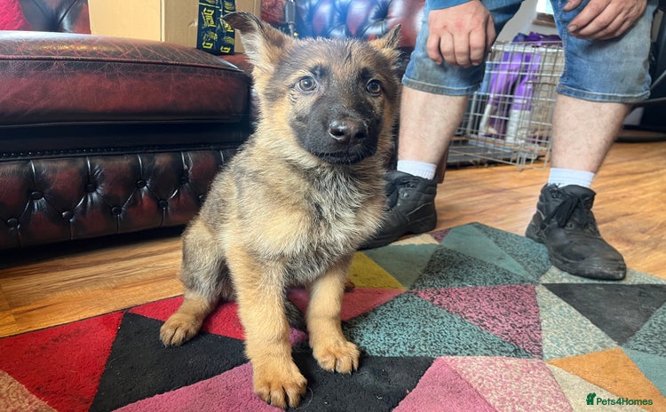 German Shepherd dogs - Advert 1