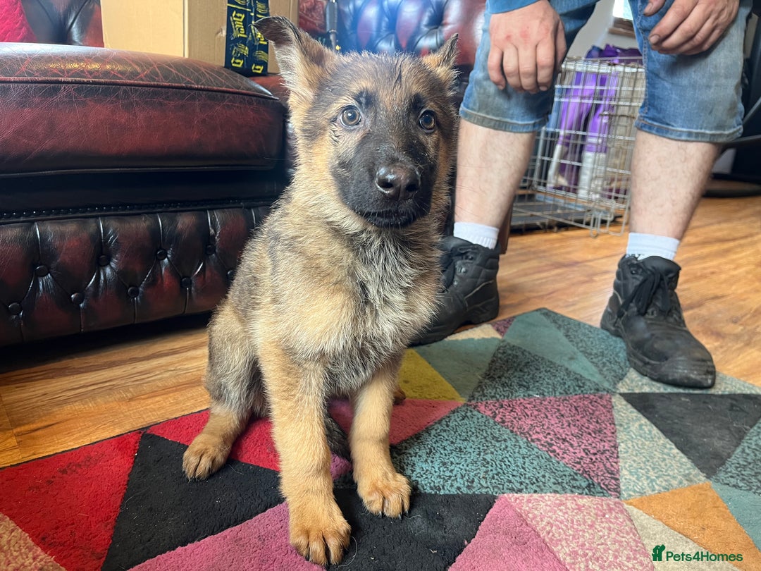 German Shepherd dogs for sale: German shepherd puppies 2 girls 1 male - Image 1