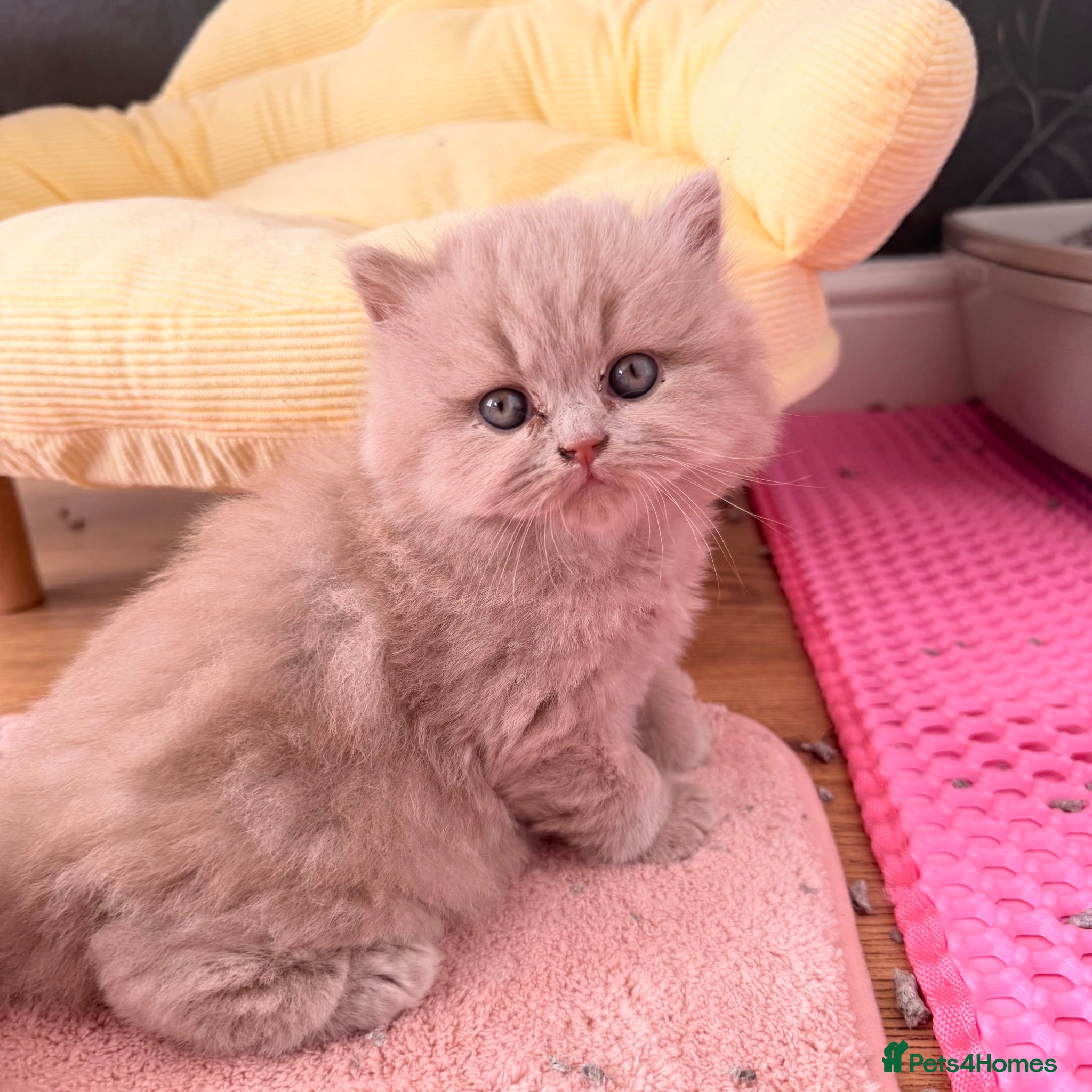 British Shorthair cats 🐾 GCCF Registered BSH / BLH Kittens 🐾 - Advert 2