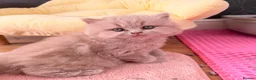 British Shorthair cats for sale: 🐾 GCCF Registered BSH / BLH Kittens 🐾 - Advert 3