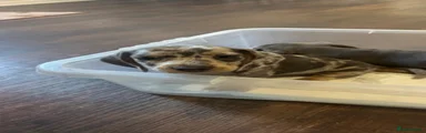 Miniature Dachshund 1