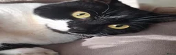 Mixed Breed cats for adoption: Beautiful Girl Looking for Her Forever Home - Advert 3