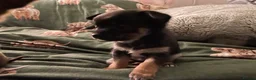 Chihuahua dogs for sale: Tiny chihuahua puppies ready now in Alexandria - Advert 4