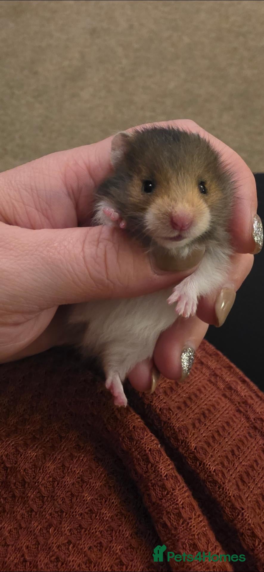 Hamster rodents for sale: 12 baby Syrian Hamsters  - Advert 1