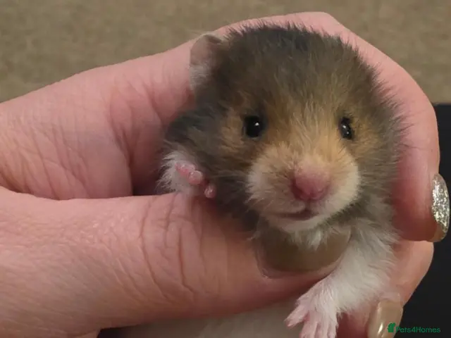 Hamster rodents for sale: 12 baby Syrian Hamsters - Advert 1
