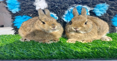 Netherland Dwarf rabbits - Advert 15