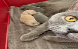British Shorthair cats for sale: 5 generations pedigree British Shorthair Kittens - Image 18