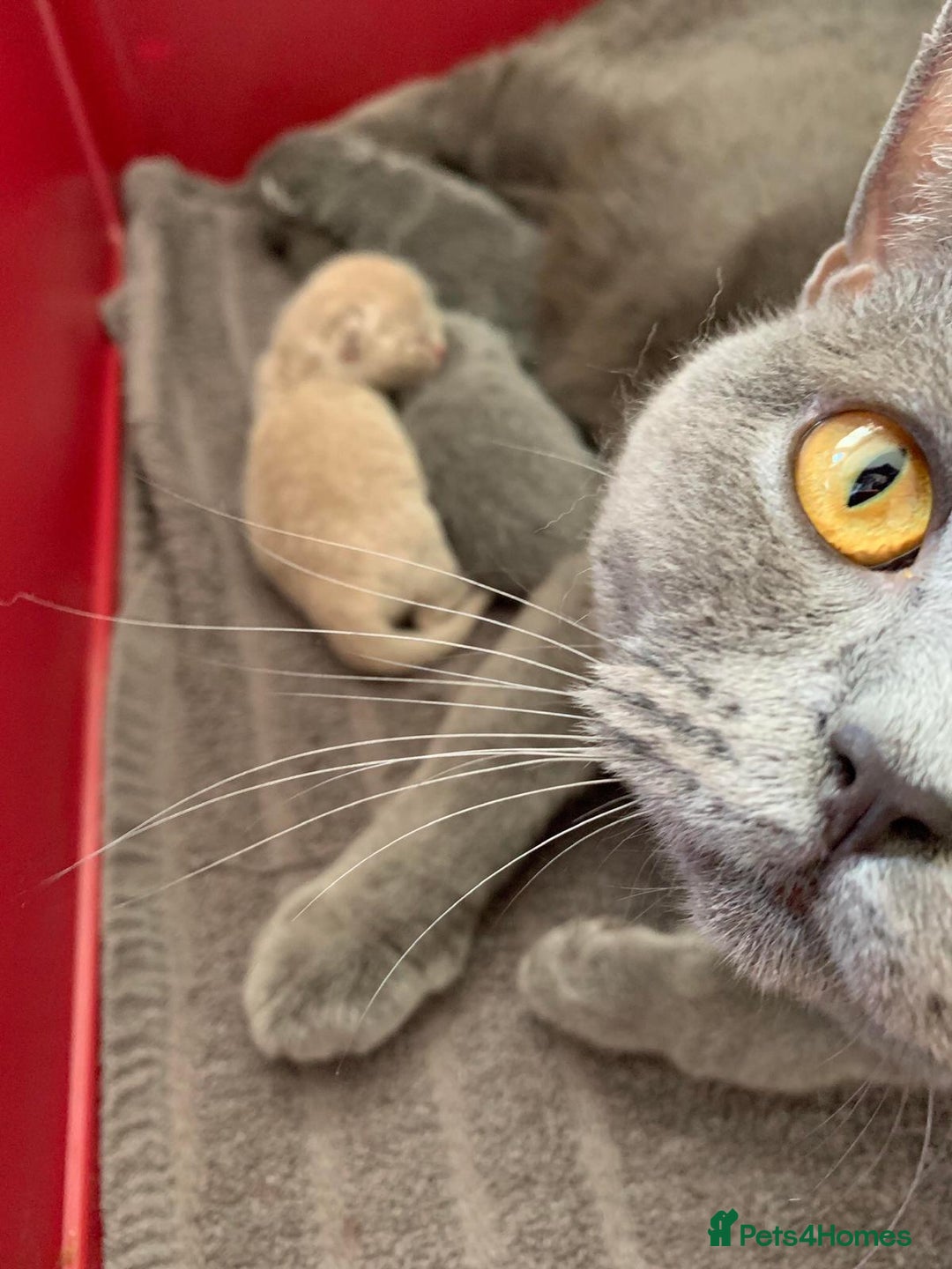British Shorthair cats for sale: 5 generations pedigree British Shorthair Kittens - Image 18