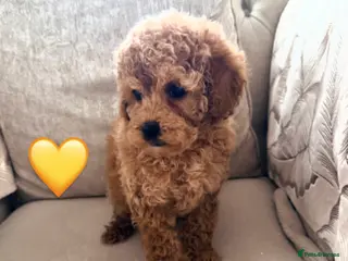 Cavapoo dogs 2 girls remaining Cavapoos 5 ⭐ licensed breeder - Advert 3