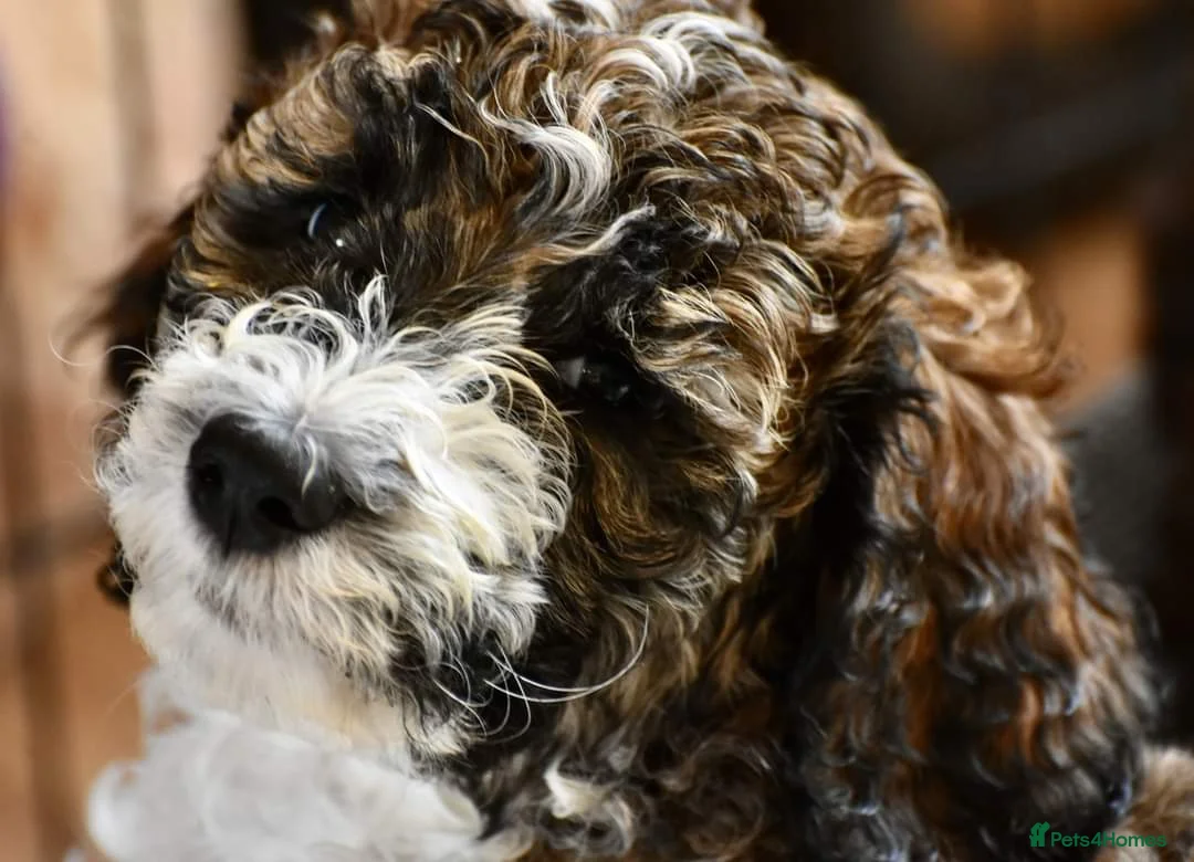 Goldendoodle dogs for sale: Goldendoodle Puppies - waitlist  in Shrewsbury - Advert 1