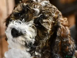 Goldendoodle dogs Goldendoodle Puppies - waitlist - Advert 7