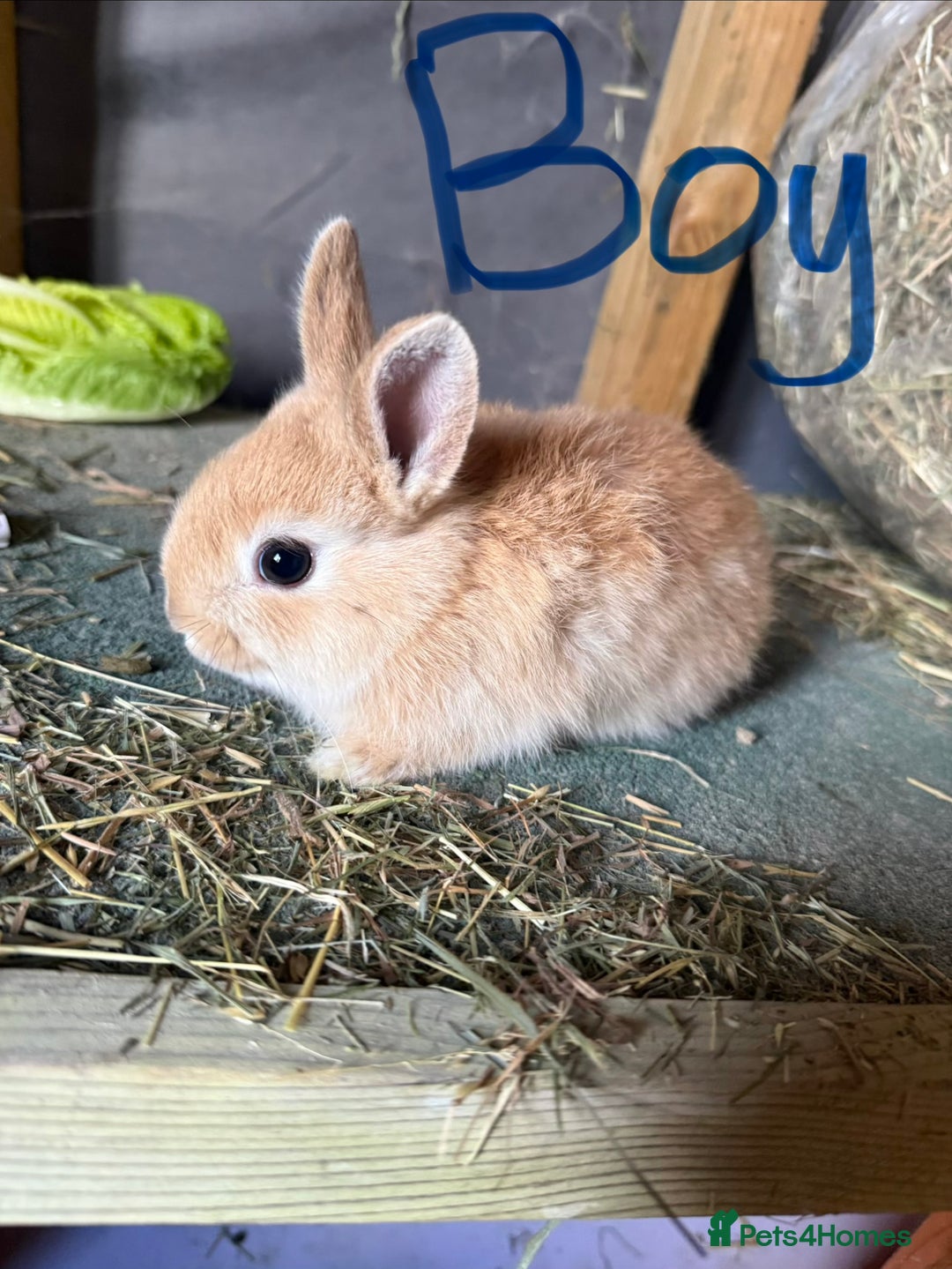 Mixed Breed rabbits for sale: 3 young mixed breed bunnies - Advert 2