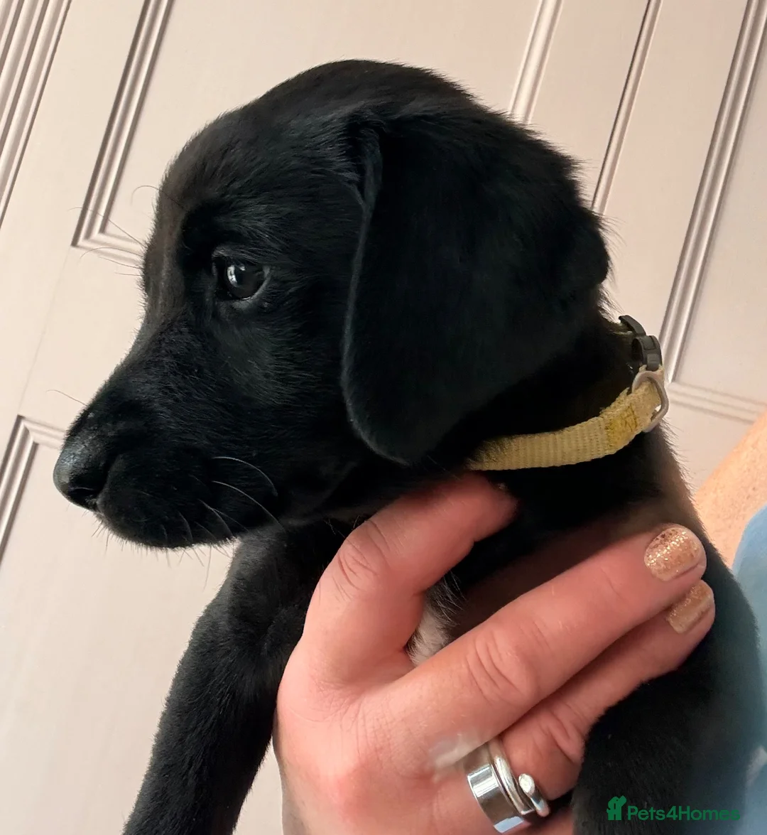 Labrador Retriever dogs for sale: KC Reg Black Labrador Puppies (£1500 Fixed Price) - Advert 2