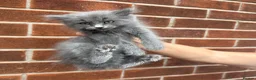 Ragdoll cats for sale: Ragdoll Kittens  - Advert 22