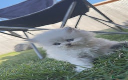 British Longhair cats for sale: 6 Adorable British ShortHair X LongHair kittens .  - Image 23