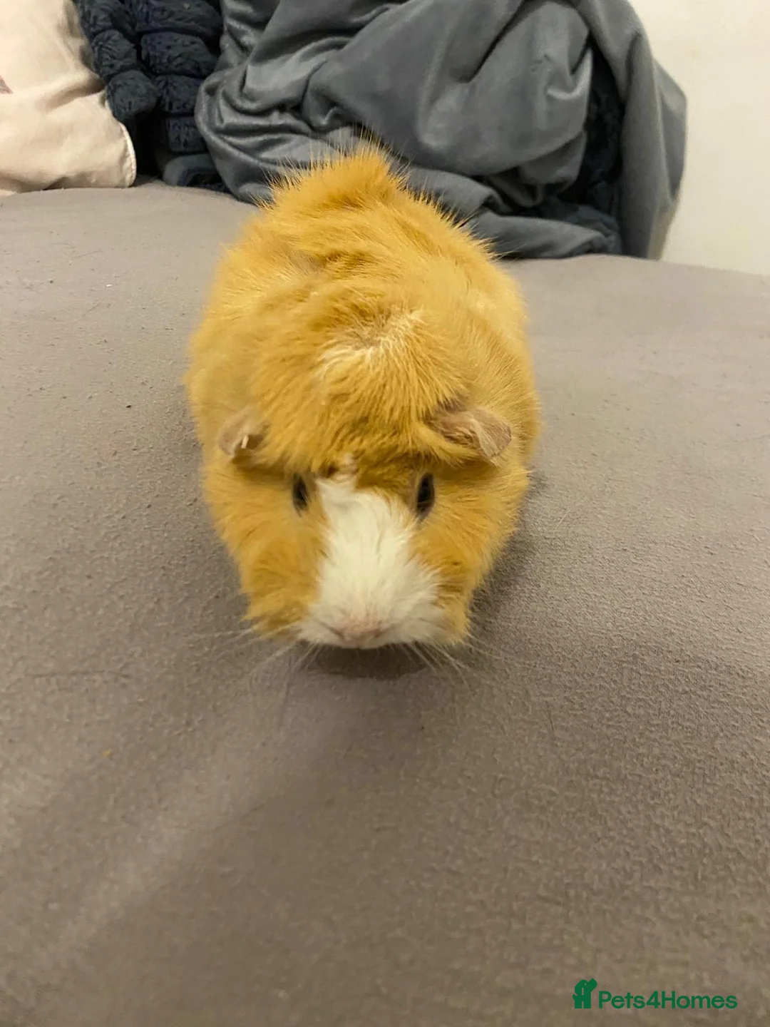 Guinea Pig rodents for sale: Guinea pigs - Advert 2