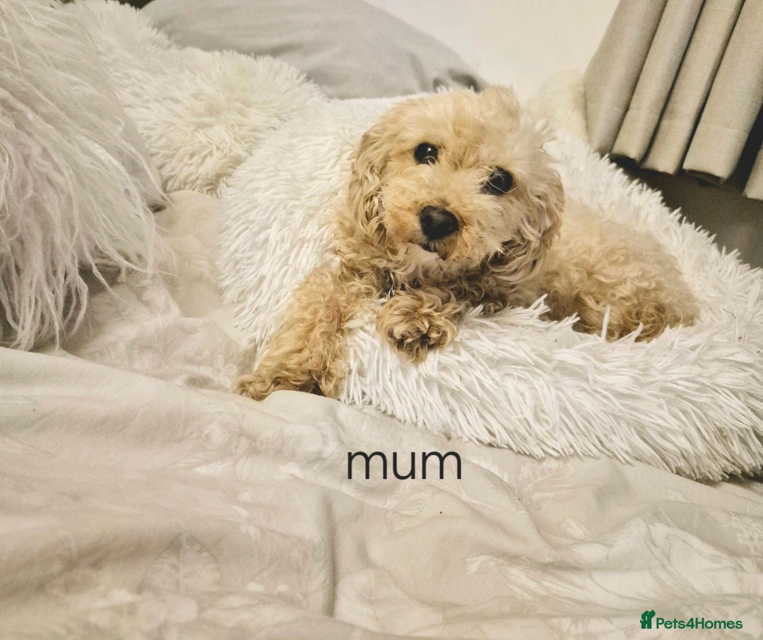 Mixed Breed dogs for sale: Malshipoos puppies 1 boy 1 girl maltipoo mum  - Image 7