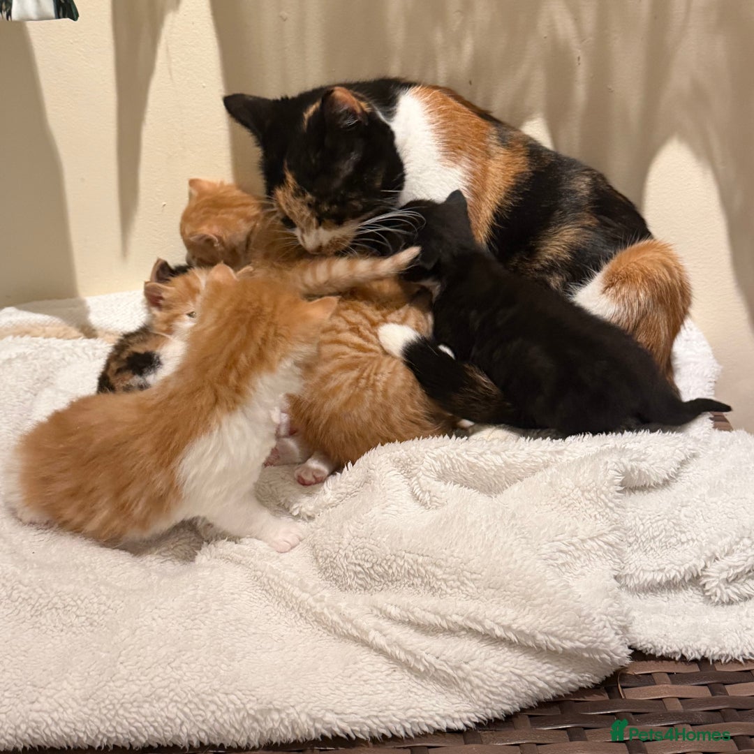 Mixed Breed cats for sale: Kittens for sale – 3 boys and 4 girls 🐾 - Advert 5