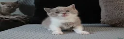 British Shorthair cats for sale: TICA British Shorthair & Longhair Kittens  - Advert 17
