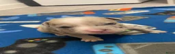 American Bully dogs for sale: 4 pups left ready to leave now - Advert 38