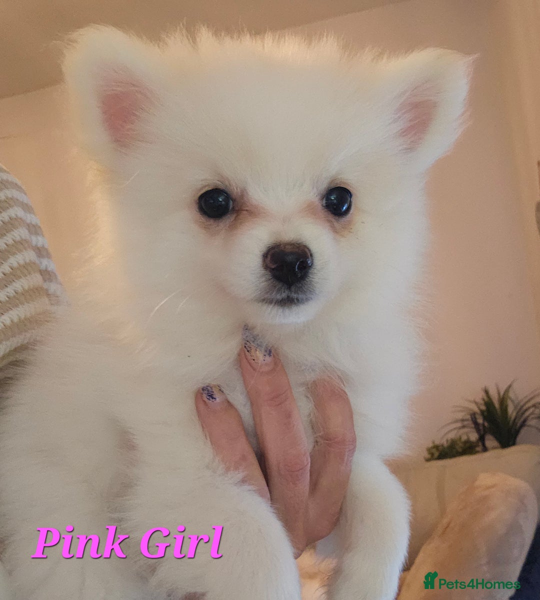 Pomeranian dogs for sale: POMERANIAN Puppies - Ready now  - Advert 15