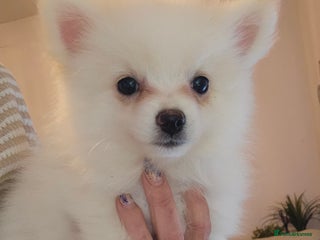 Pomeranian dogs POMERANIAN Puppies - Ready now - Advert 4