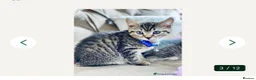 Mixed Breed cats for sale: Kitten for sale  in Wakefield - Advert 1