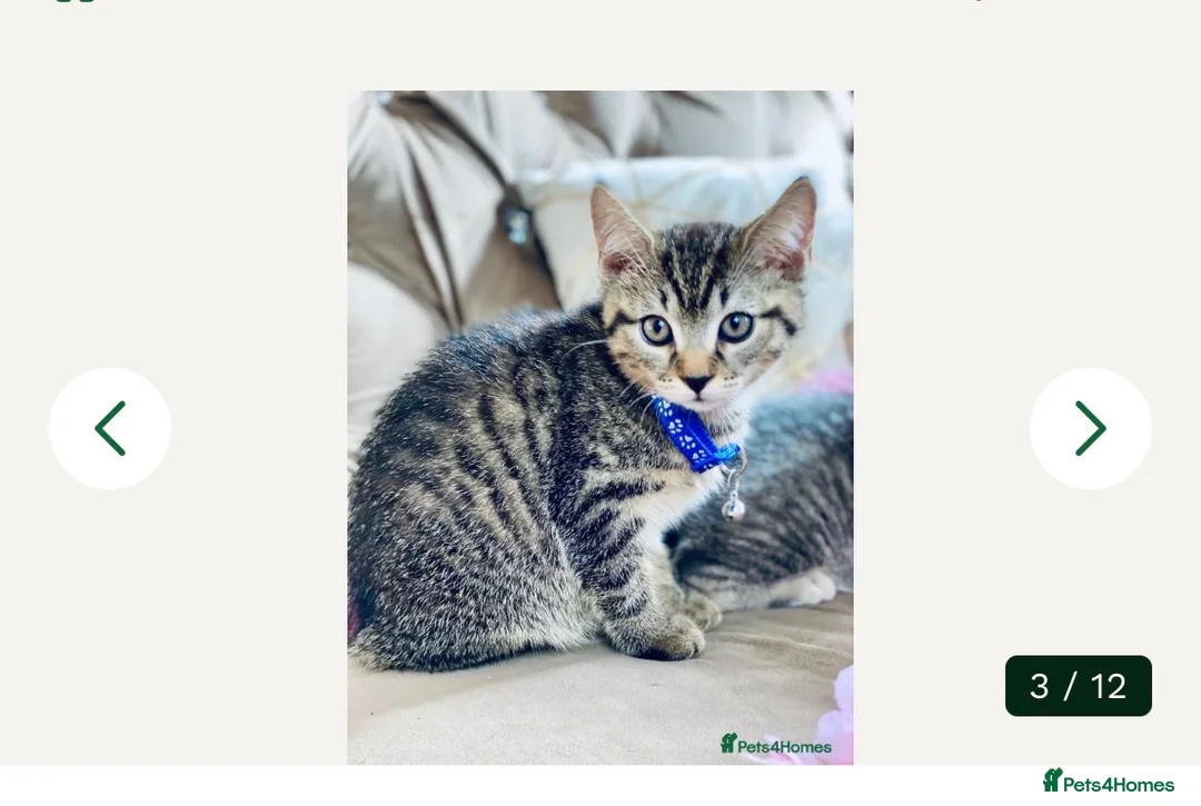Mixed Breed cats for sale: Kitten for sale  in Wakefield - Advert 1
