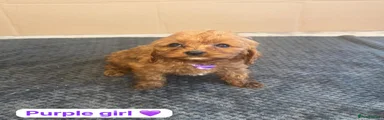 Cavapoo 2