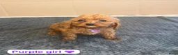 Cavapoo dogs for sale: Beautiful Cavapoo Puppies🐶❤️ - Advert 6