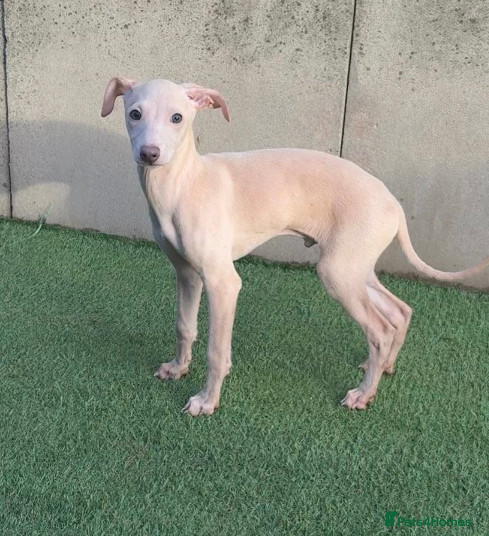 Italian Greyhound dogs STUNNING CREAM BOYS READY TO LEAVE💙💙 - Advert 5