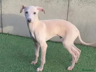 Italian Greyhound dogs STUNNING CREAM BOYS READY TO LEAVE💙💙 - Advert 5