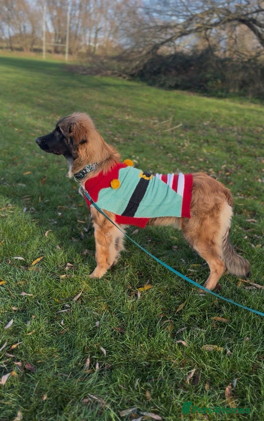 Leonberger dogs for sale: 8 Month Old Leonberger  - Advert 2