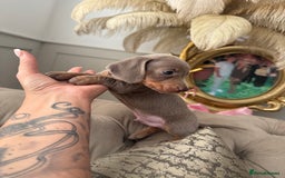 Miniature Dachshund dogs for sale: Beautiful smoothed haired miniature Dachshunds - Advert 6