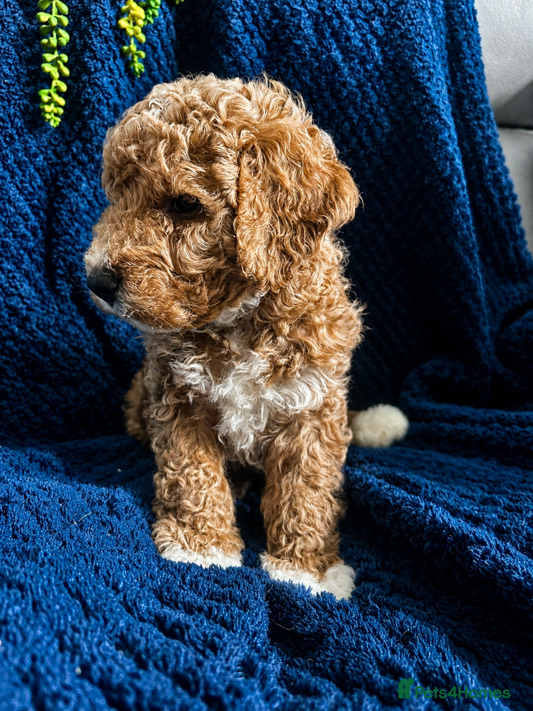 Australian Labradoodle dogs Pure Australian labradoddle  - Advert 2