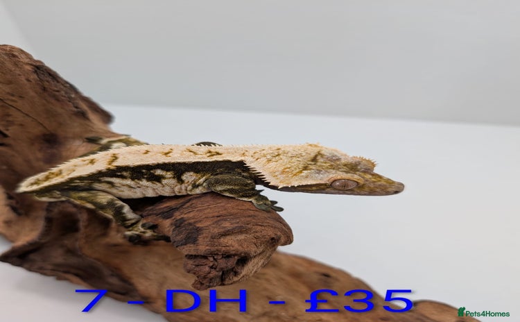 Gecko reptiles - Advert 1