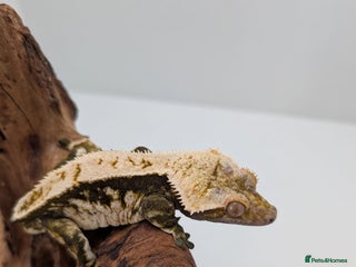 Gecko reptiles - Advert 40