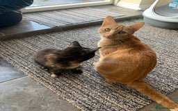 Mixed Breed cats for sale: Beautiful tortoiseshell/calico kitten - Image 6