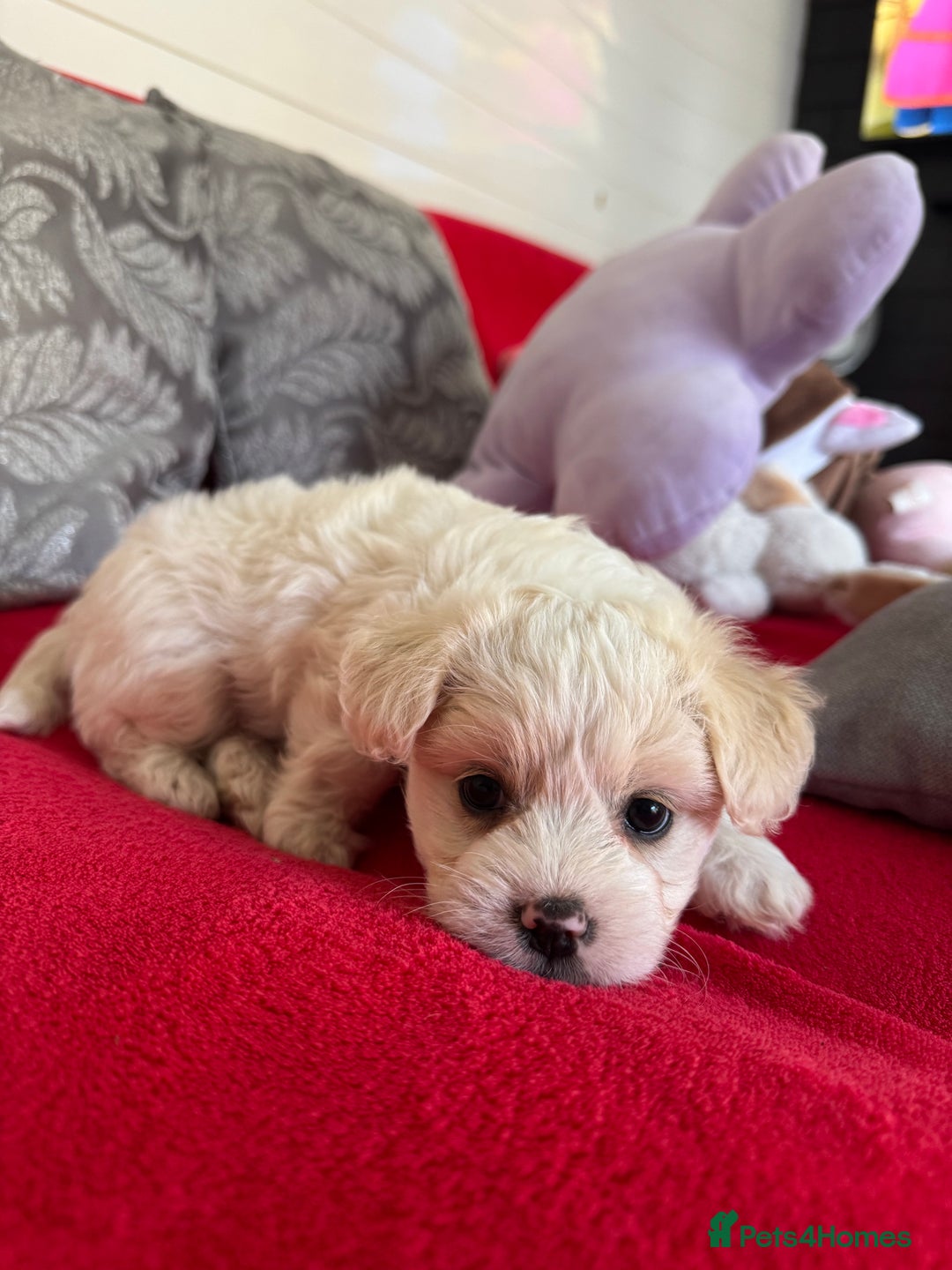 Bichon Frise dogs for sale: One little girl and boy are looking for a family🤍 - Image 12