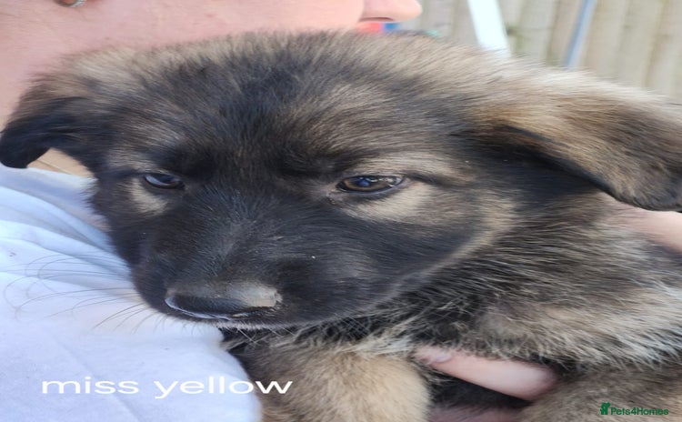 German Shepherd dogs - Advert 3