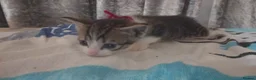 Mixed Breed cats for sale: Adorable Kittens looking for their Forever Home - Advert 6